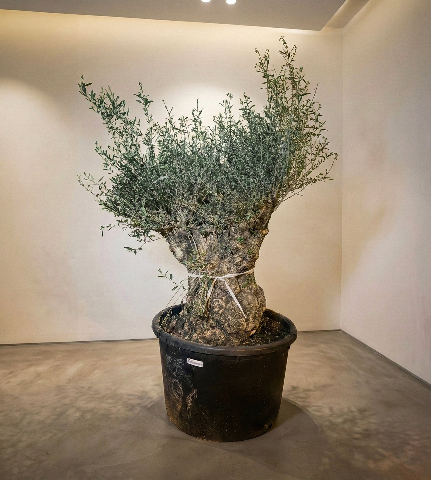 شجرة زيتون إسباني (حجم عملاق) – شموخ