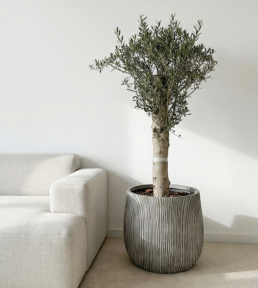 Spanish Olive Tree with Concrete Pot (Medium Size)