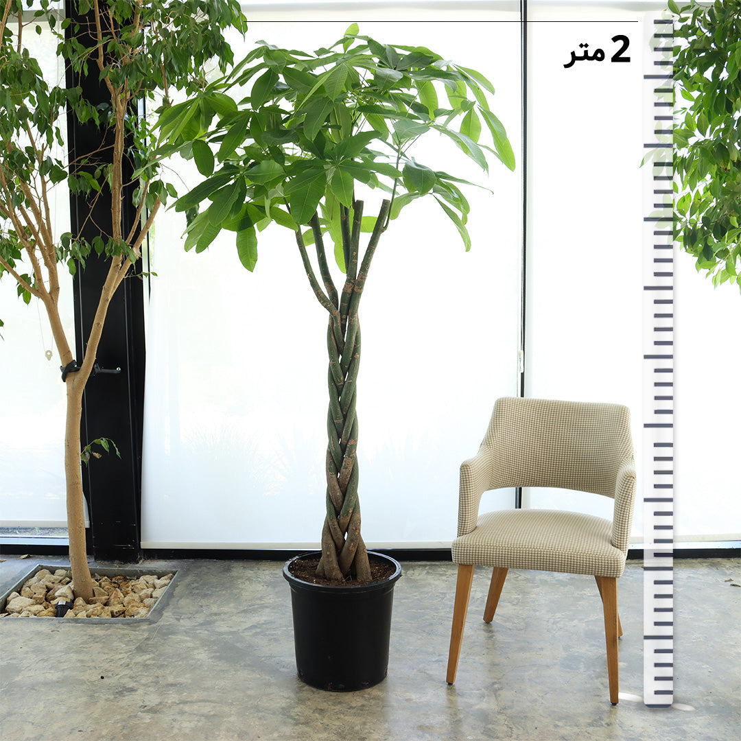 الباشيرا حجم كبير بدون حوض