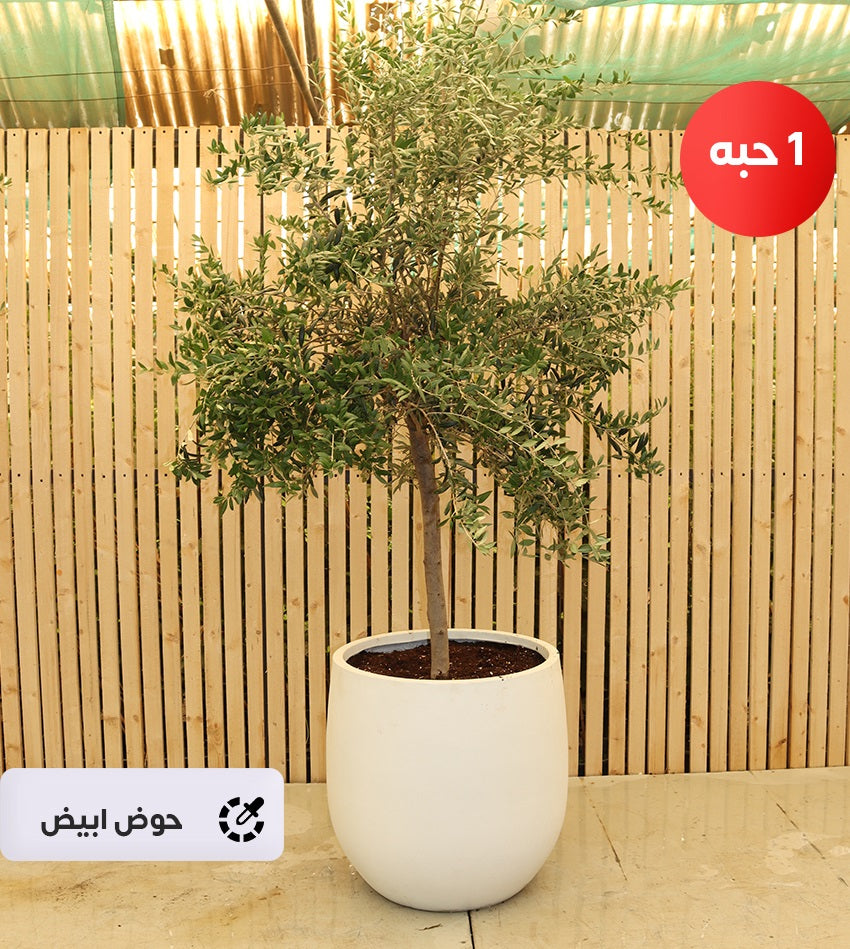 شجرة زيتون إسباني – (1) قطعة (حجم كبير) بحوض فايبرجلاس