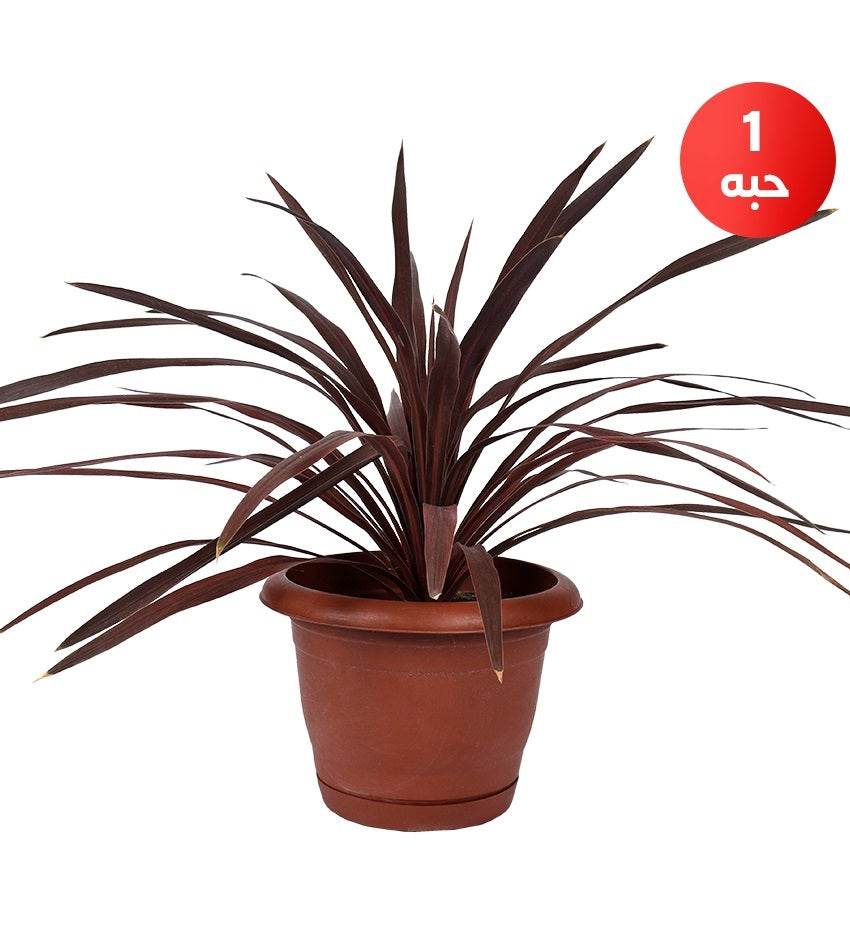 Red Rubber Plant + Cordyline australis + Ficus Benjamina