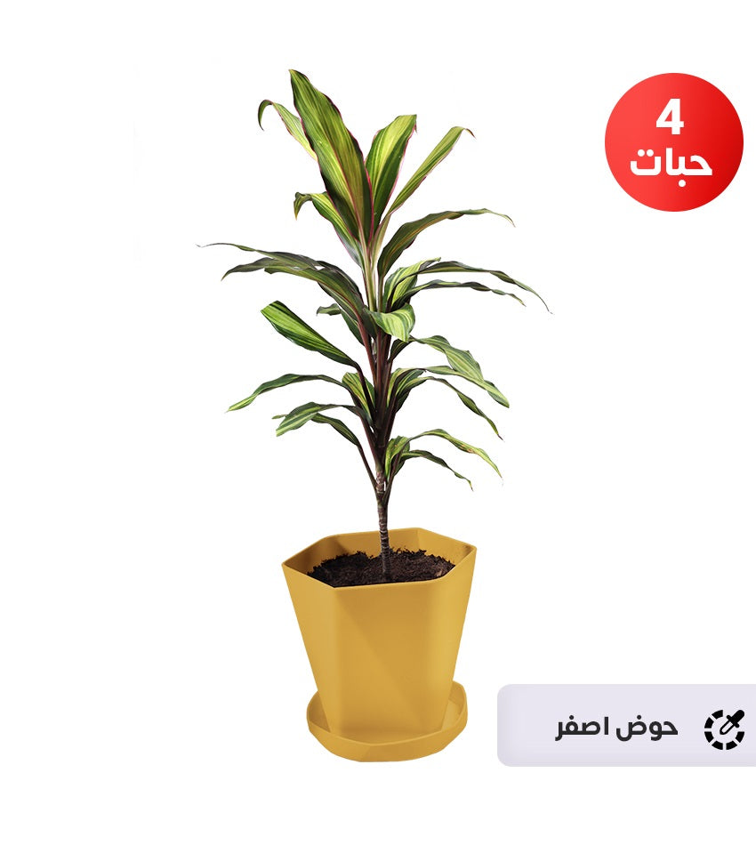 Green Cordyline – 4 Plants + 1 Free Syngonium