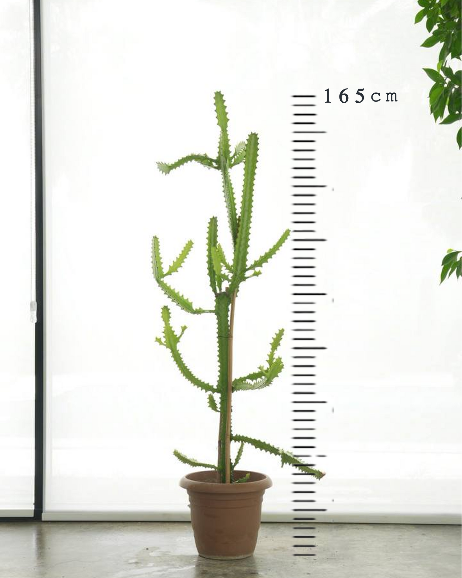 Dragon Bones Cactus (Large Size)