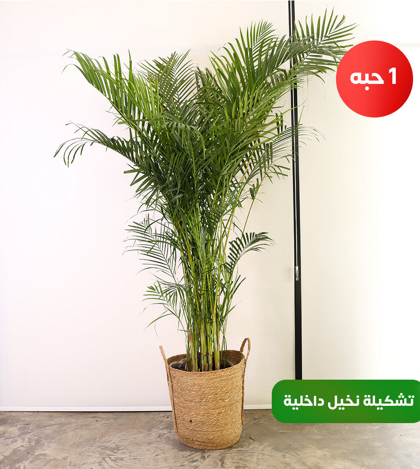 Giant & Large Areca Palm – Medium & Small Chamadorea – Plus a Large Water Sprayer