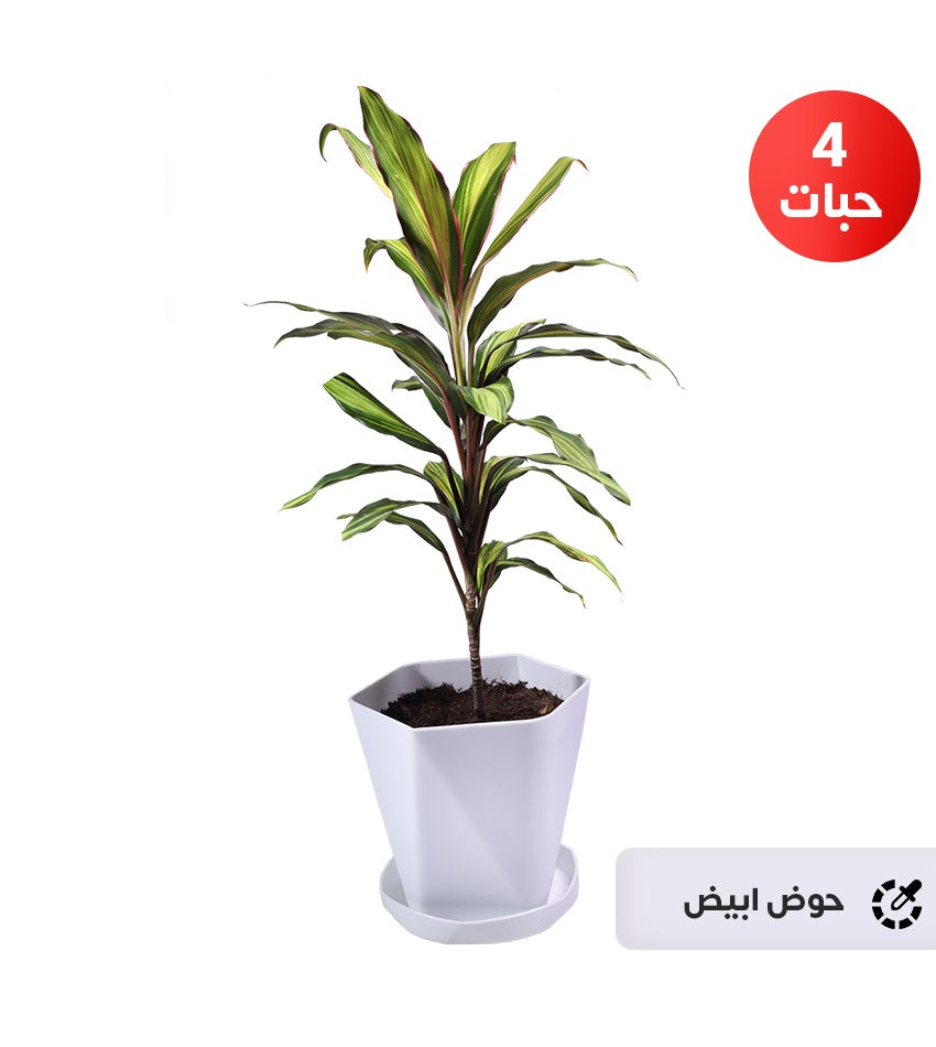 Green Cordyline – 4 Plants + 1 Free Syngonium