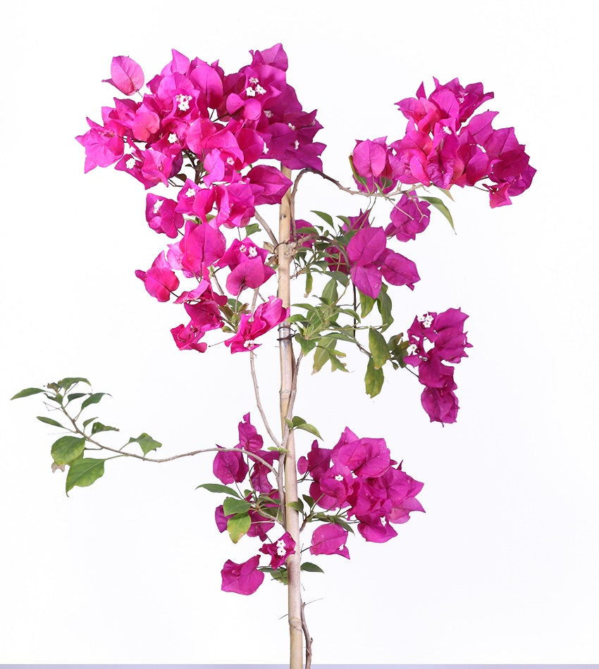 Climbing bougainvillea (3 pieces) with regular pots