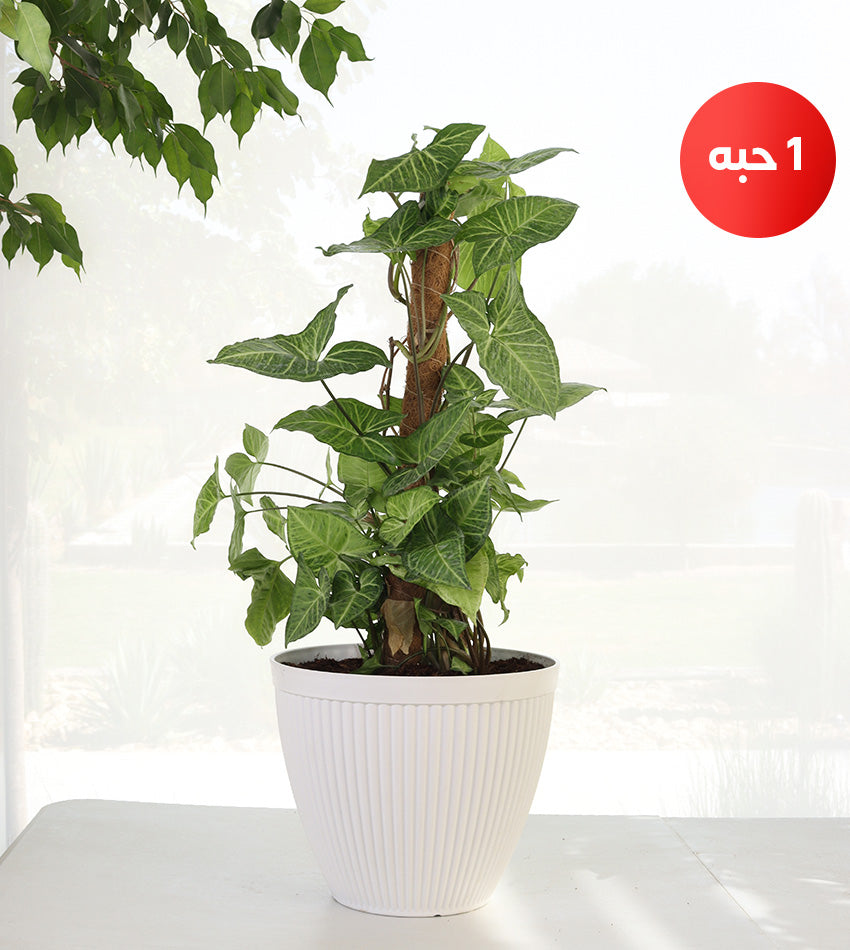 Green Rubber Plant – Spider Plant – Syngonium (Plastic Pot)