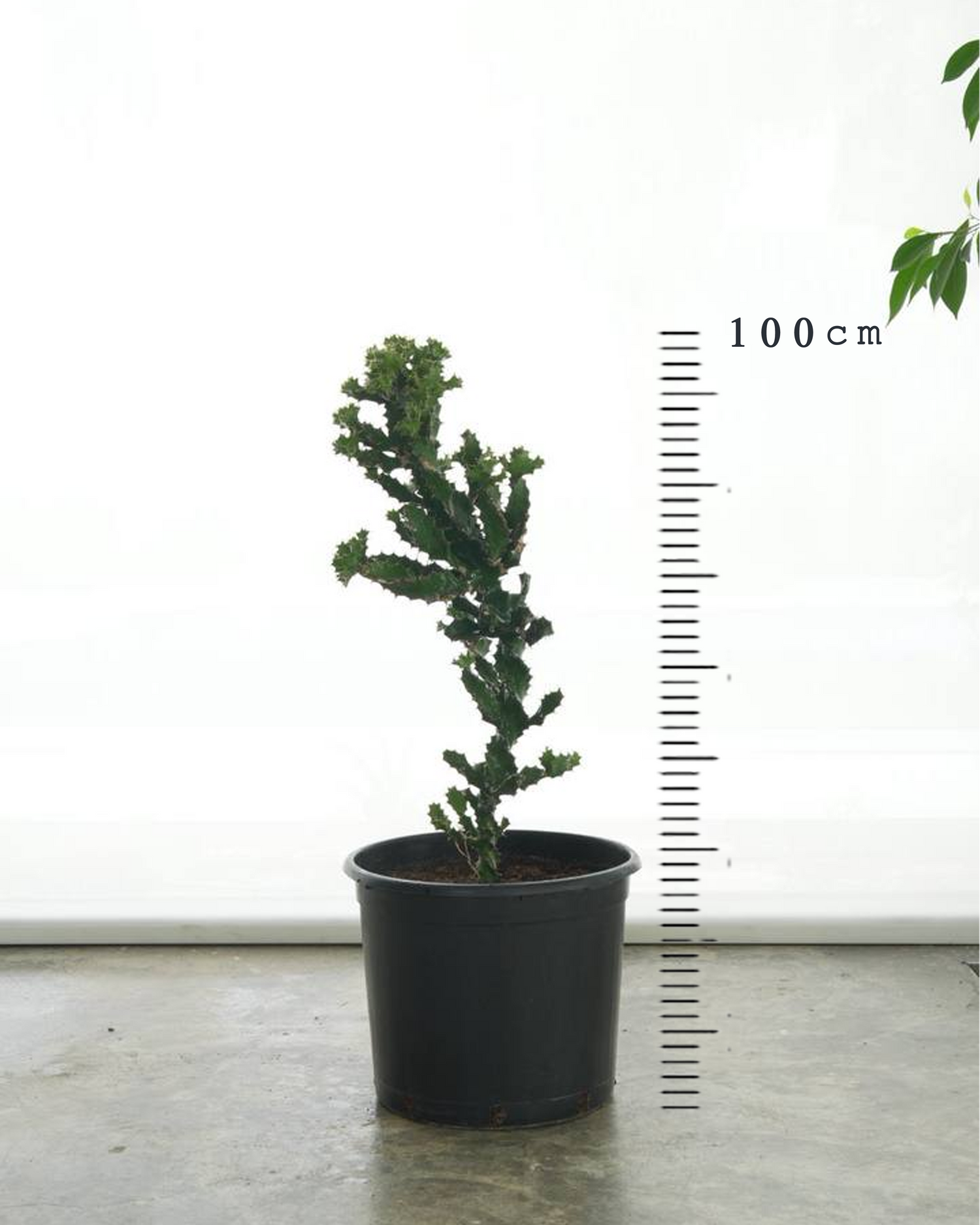 Coral Cactus (Medium Size)