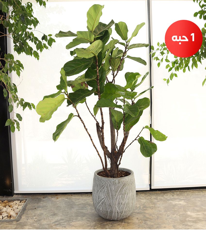 Giant Ficus Lyrata in a Concrete Pot + Small Water Sprayer