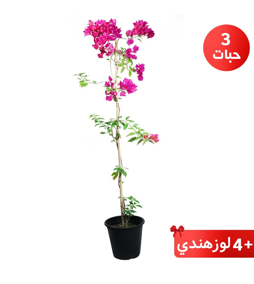 Climbing bougainvillea (3 pieces) with regular pots