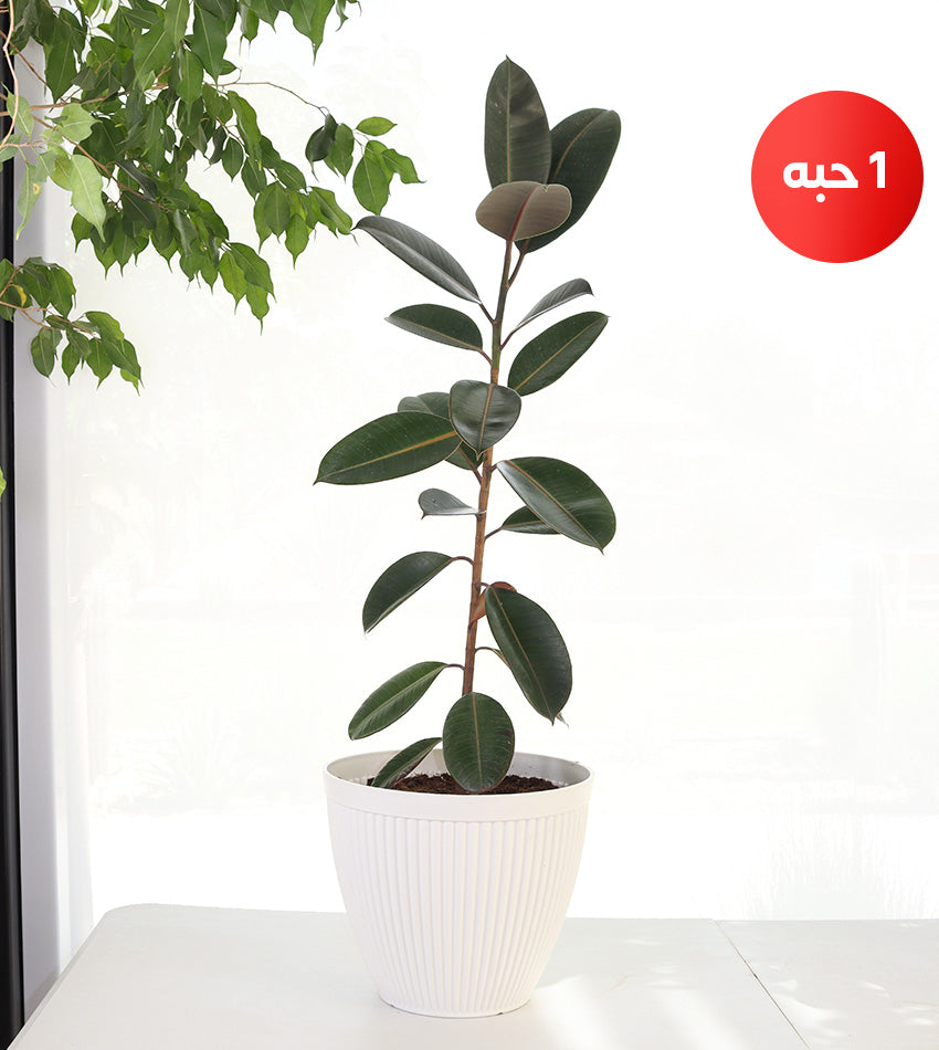 Green Rubber Plant – Spider Plant – Syngonium (Plastic Pot)
