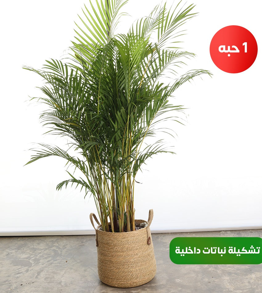 (2) Areca Palms (Giant & Large) + Bird of Paradise & Chamadorea in a Woven Basket + Free Water Sprayer