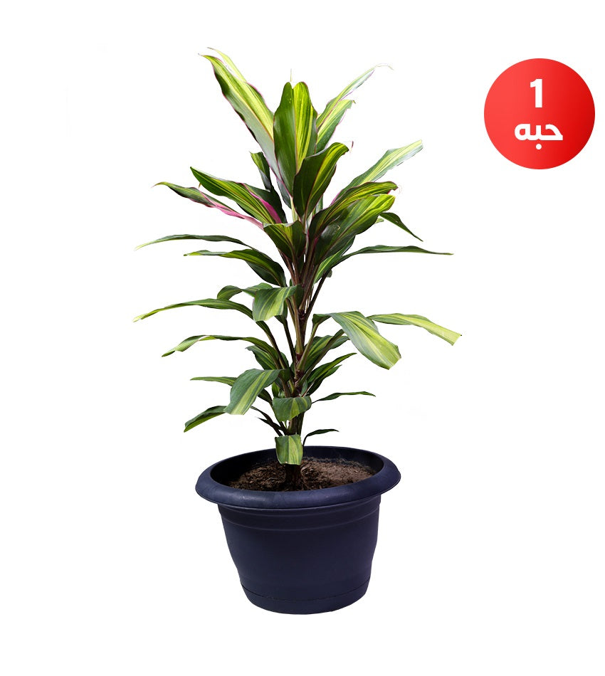 Velvet Jungle Calathea + Green Cordyline + Dwarf Sansevieria
