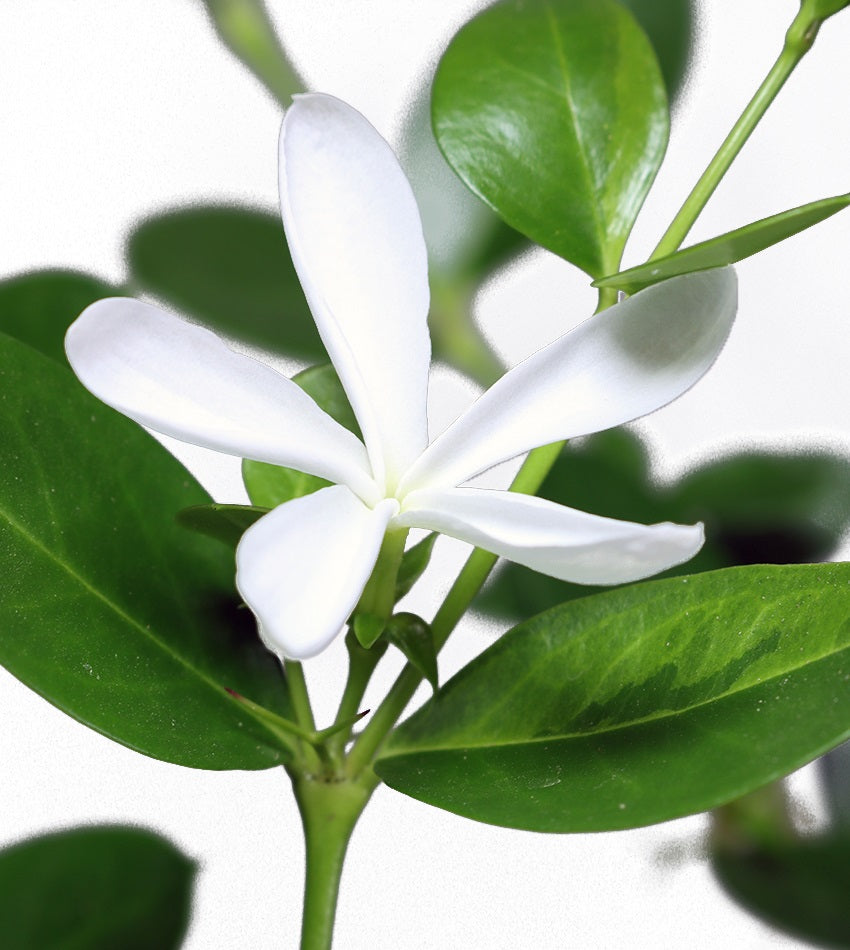 Carissa – 4 Plants + 1 Free