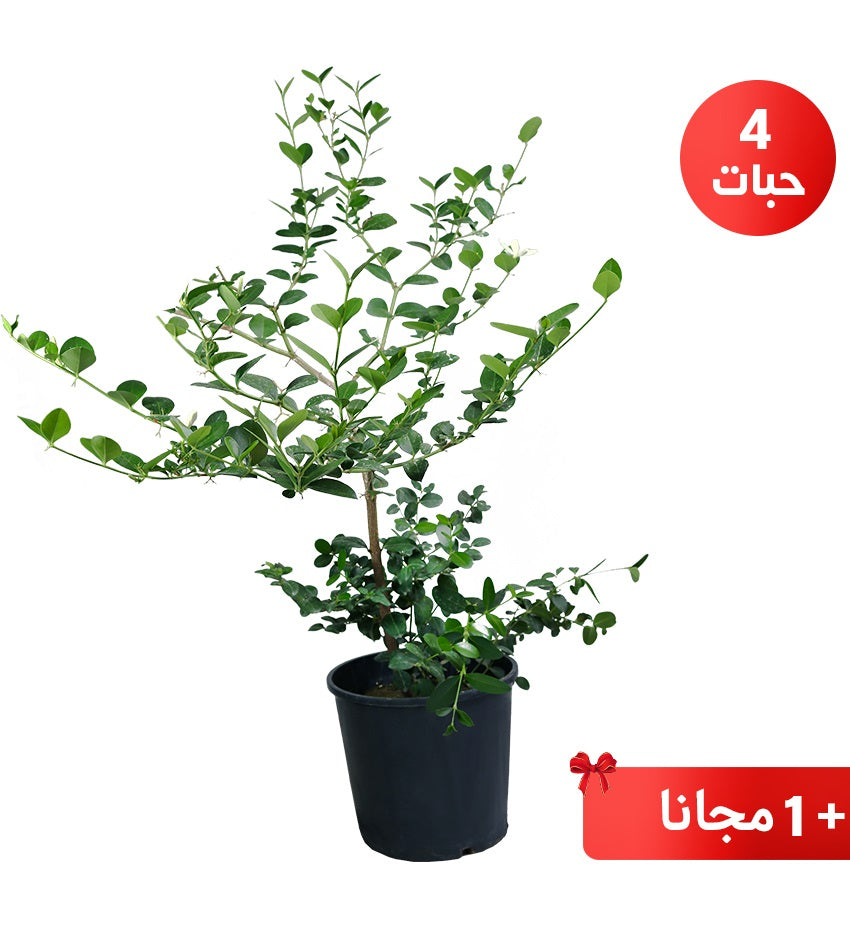 Carissa – 4 Plants + 1 Free