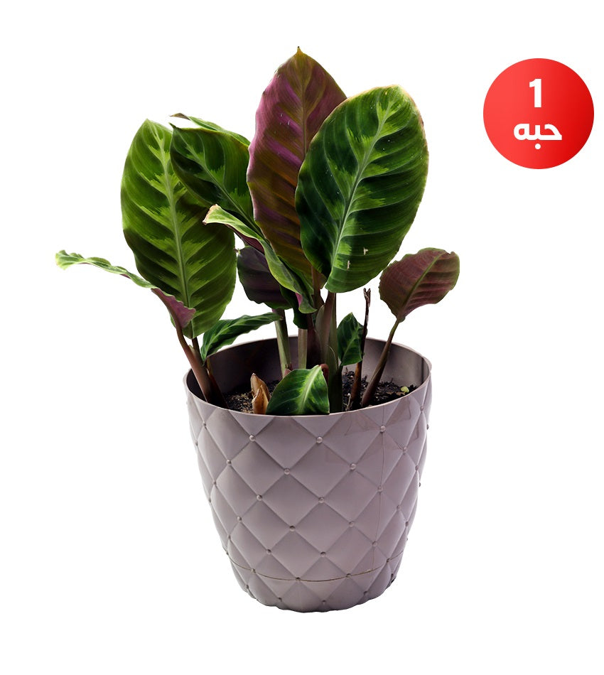 Velvet Jungle Calathea + Green Cordyline + Dwarf Sansevieria