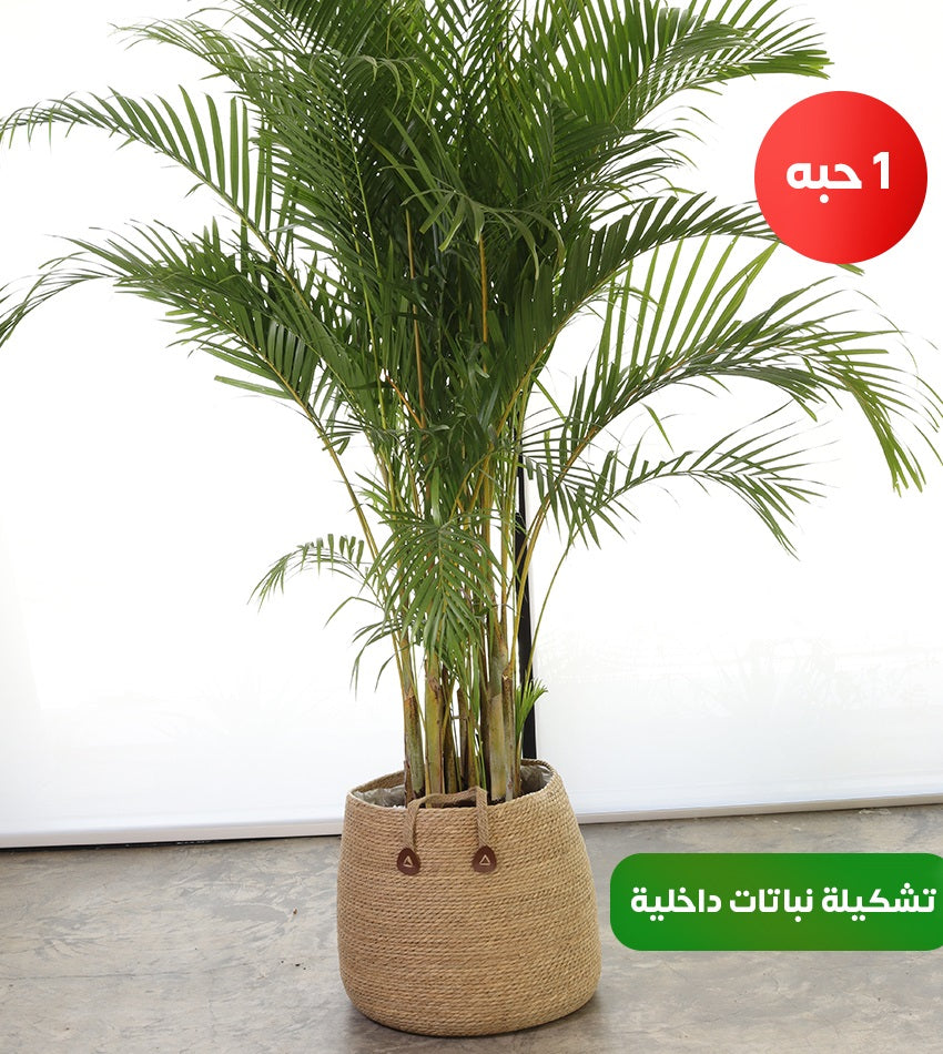 (2) Areca Palms (Giant & Large) + Bird of Paradise & Chamadorea in a Woven Basket + Free Water Sprayer