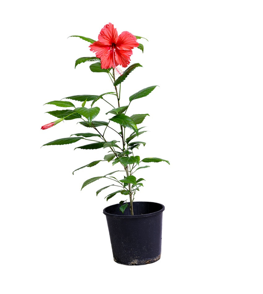 كركديه (ورد الصين)