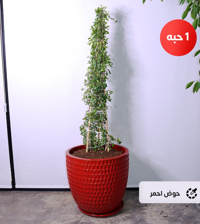 كارمونا هرمية (حجم كبير) بحوض خرساني أو سيراميك