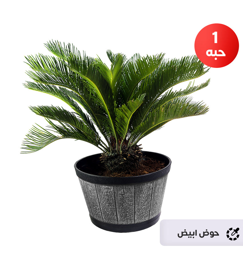 Cycas – 1 Plant (Plastic Pot)