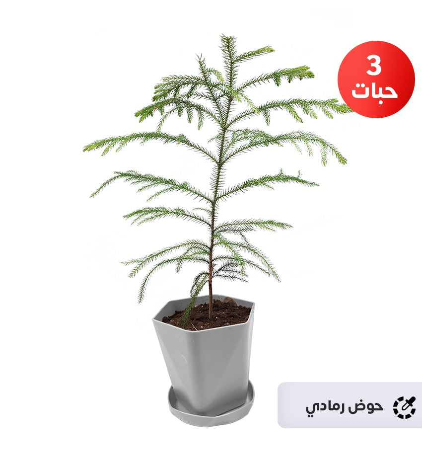 Araucaria – 3 Plants