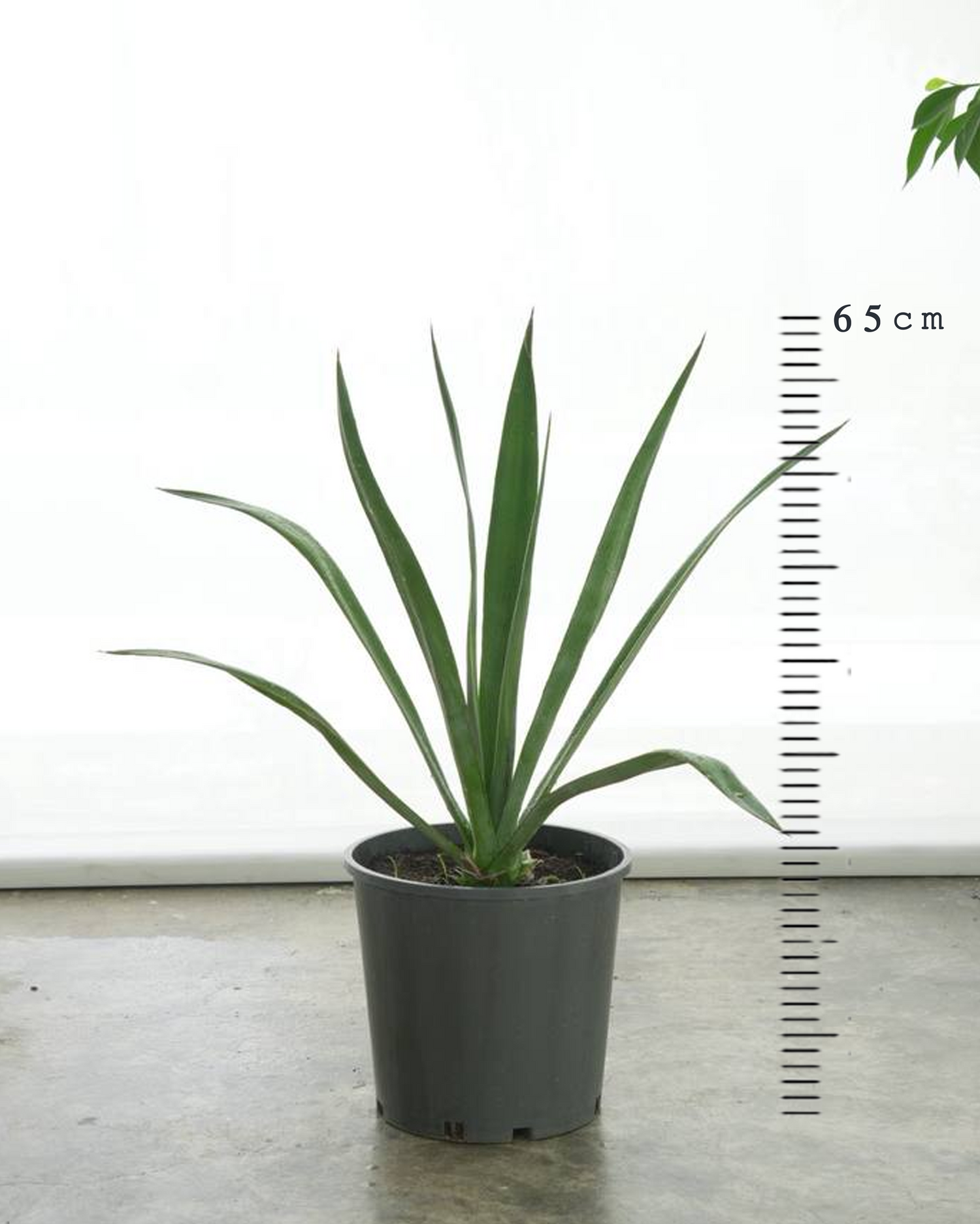 Agave (Small Size)