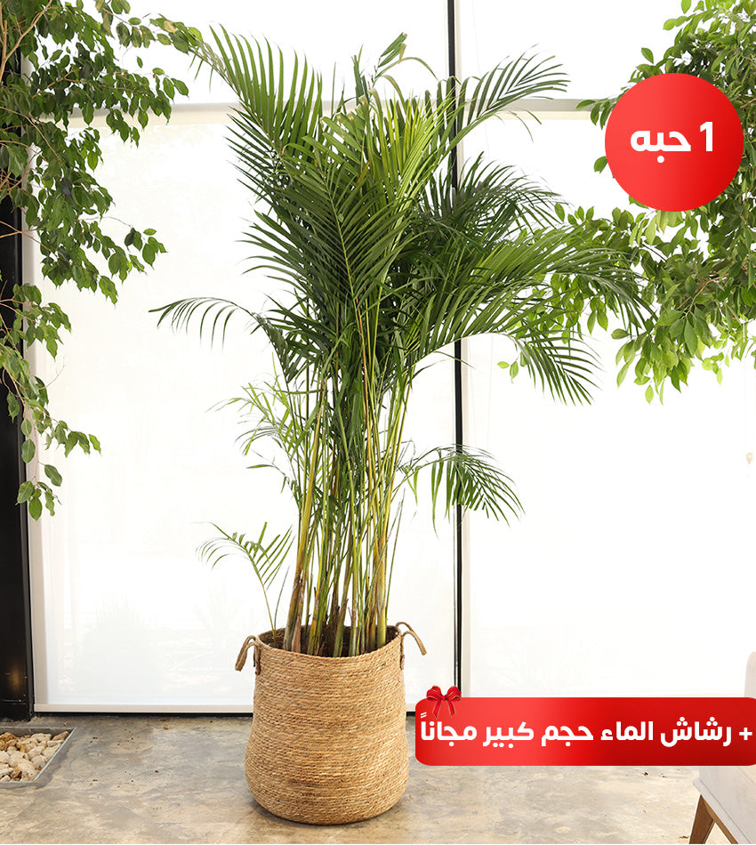 Giant Areca Palm in a Woven Basket + Large Water Sprayer