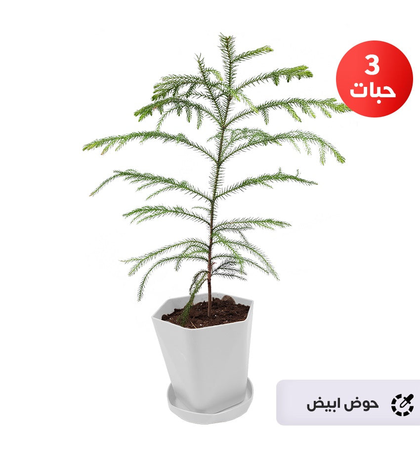 Araucaria – 3 Plants