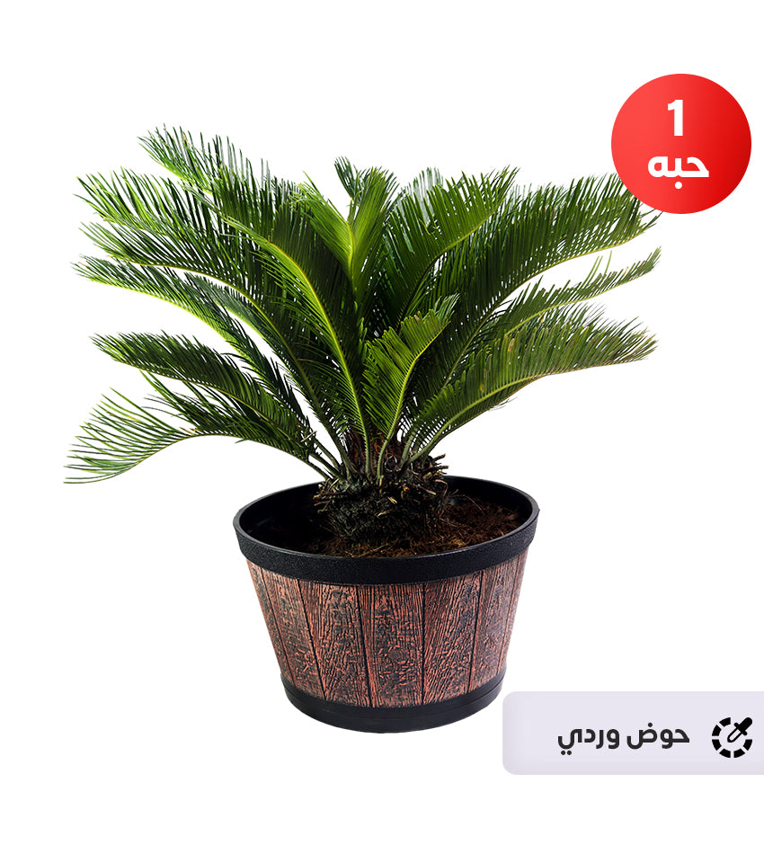 Cycas – 1 Plant (Plastic Pot)