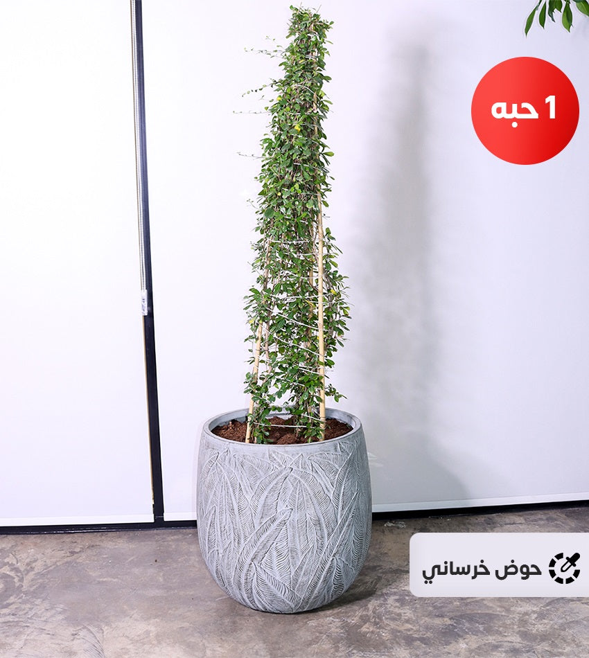 كارمونا هرمية (حجم كبير) بحوض خرساني أو سيراميك