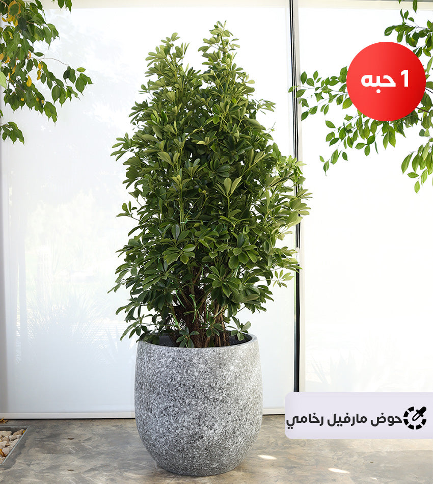 Large Schefflera in a Fiberglass Pot