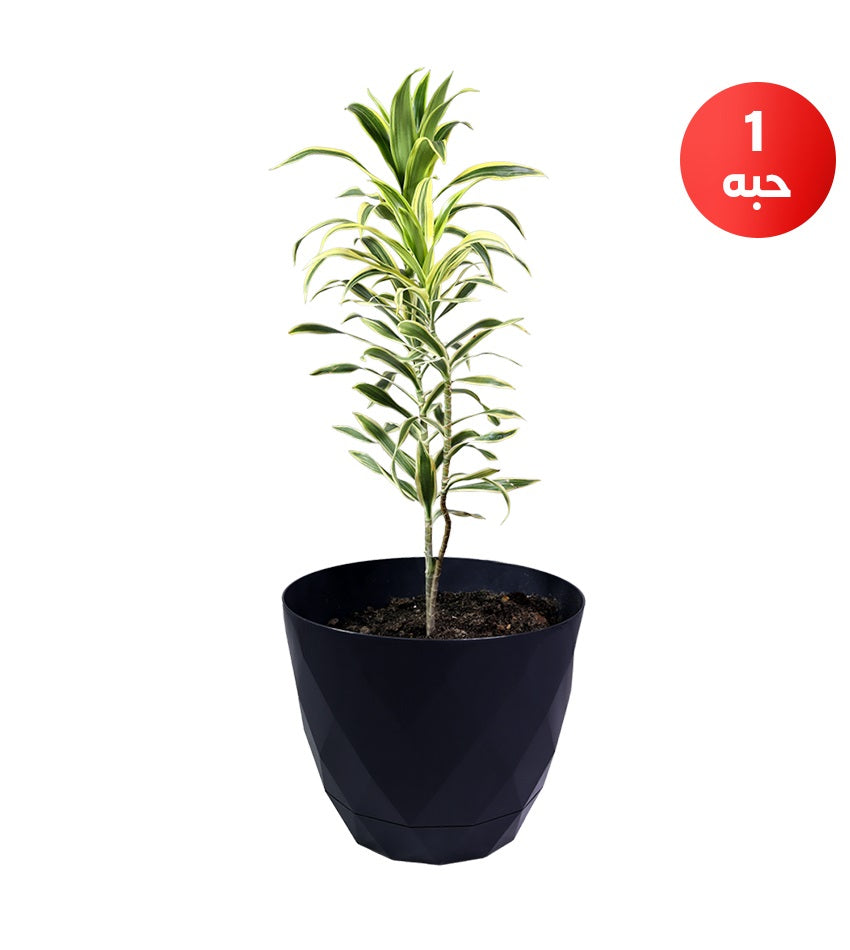 Ixora + Dracaena Song of India + Yellow Sansevieria
