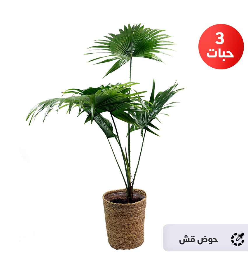 Chinese fan palm (3) pieces