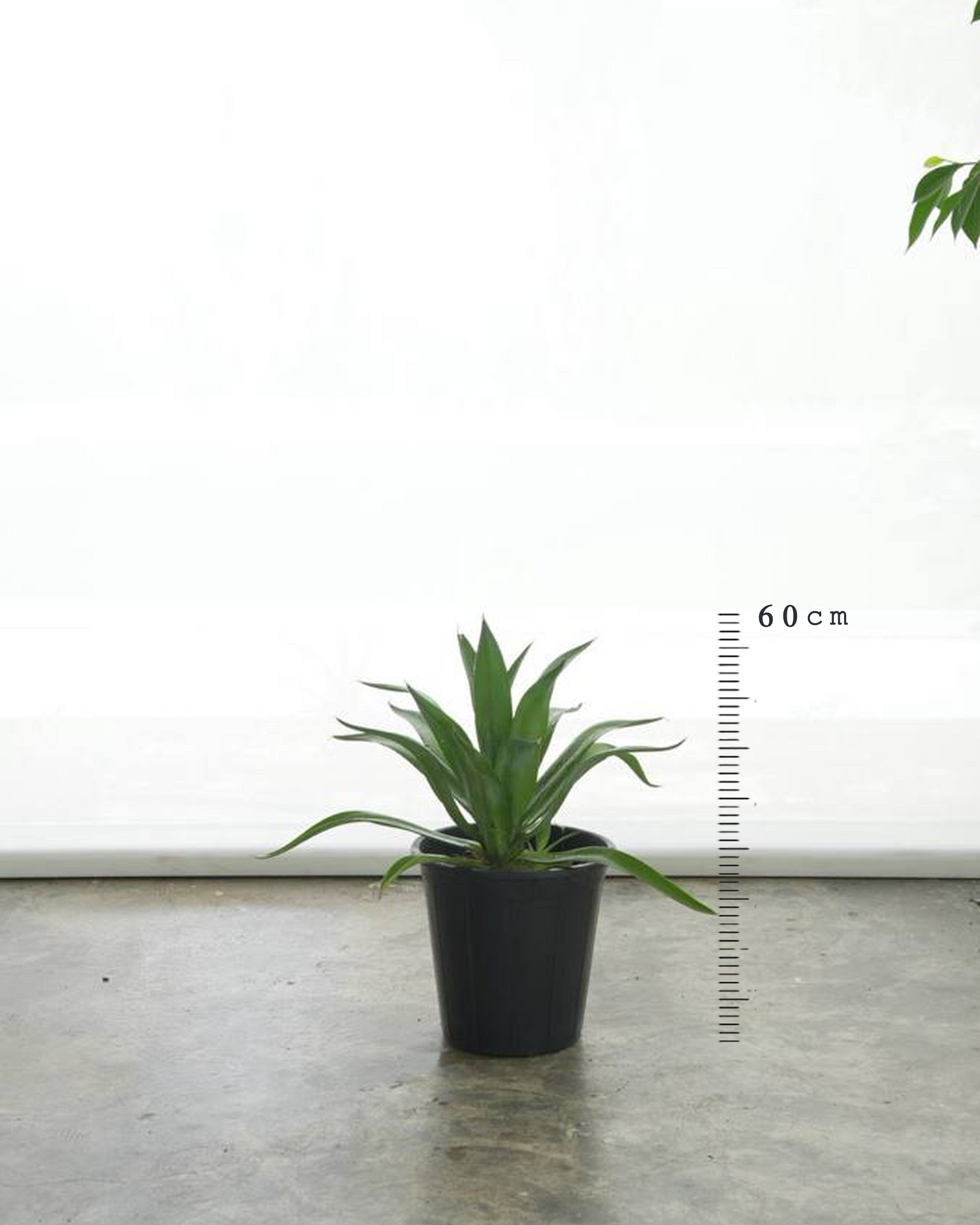 Agave Attenuata (Small Size)