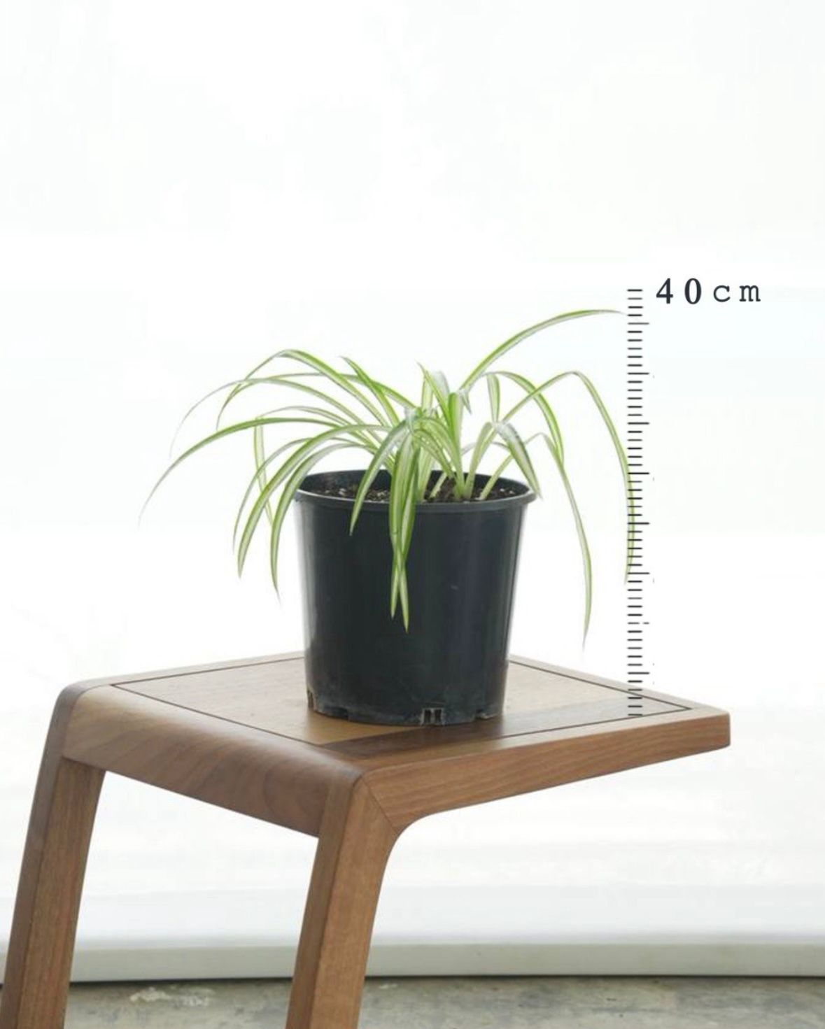 Spider Plant (Small Size)