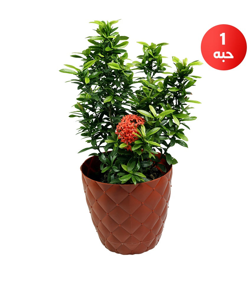 Ixora + Dracaena Song of India + Yellow Sansevieria