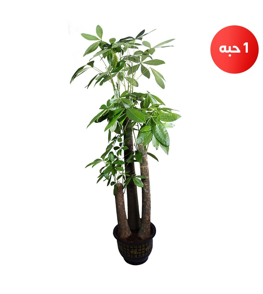 Large Pachira Plant