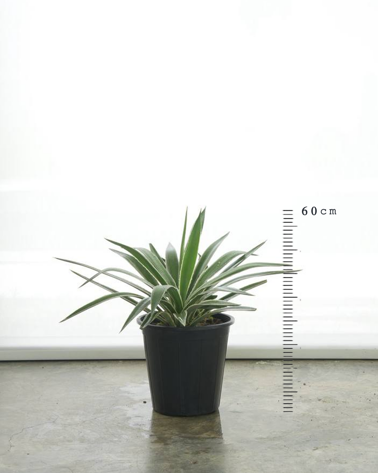 Agave Variegata (Small Size)