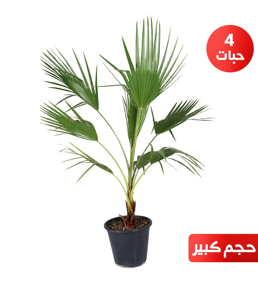 Washingtonia palm (4) pieces, large size