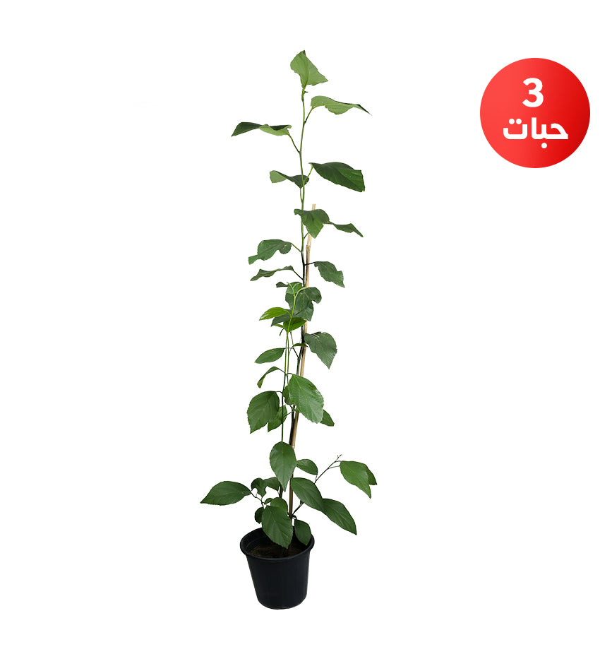 Pomelo (Pummelo) – 3 Plants