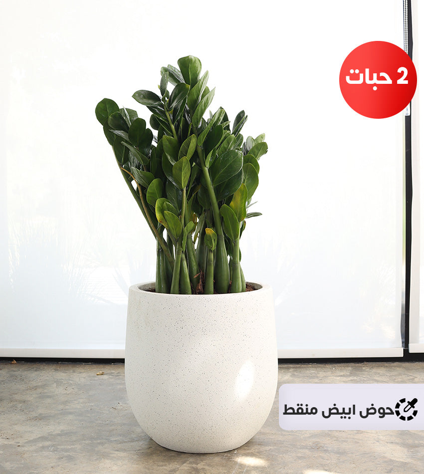 (2) Medium Zamioculcas in a Fiberglass Pot