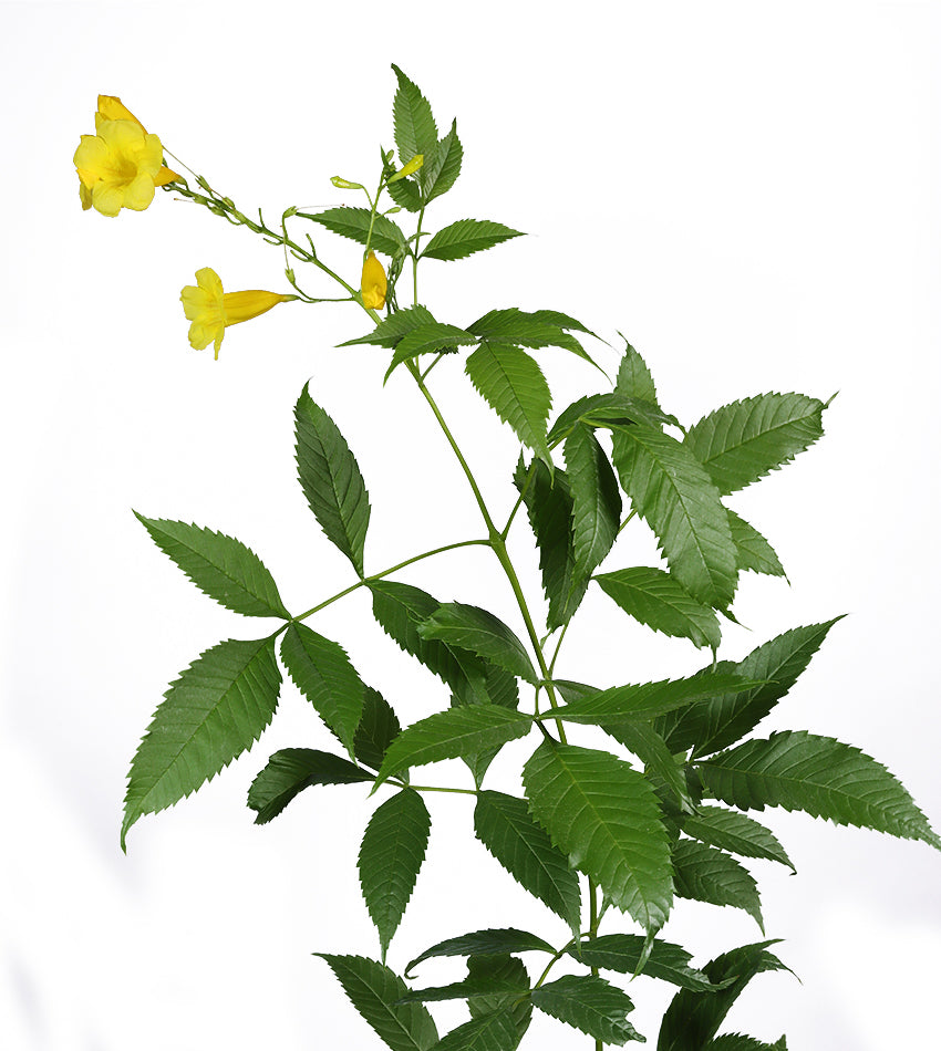 Tecoma – 10 Plants + 2 Free