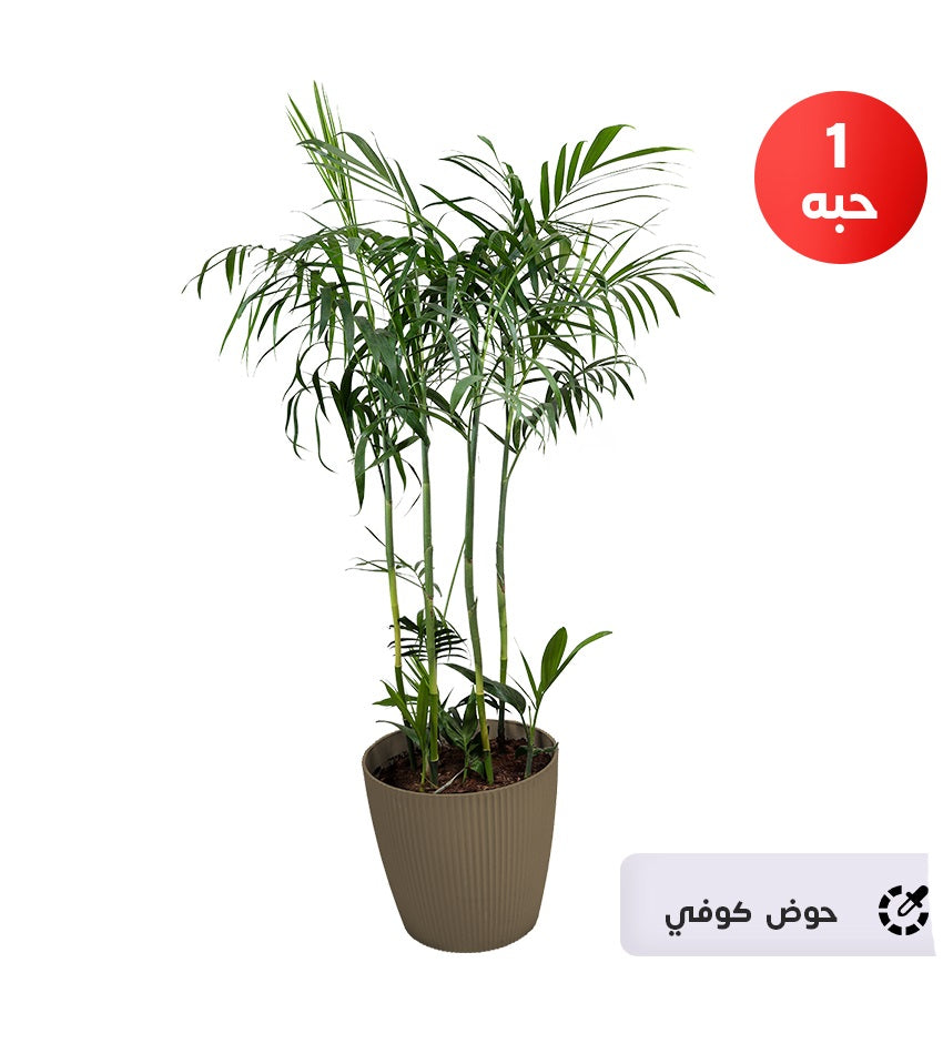 Chamaedorea palm