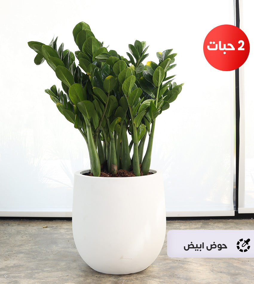 (2) Medium Zamioculcas in a Fiberglass Pot