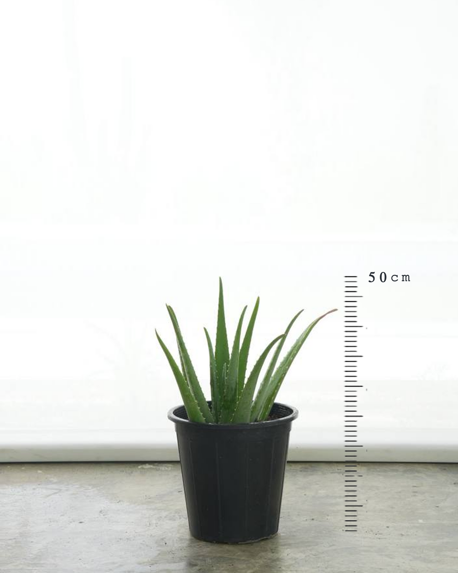 Aloe Vera (Small Size)