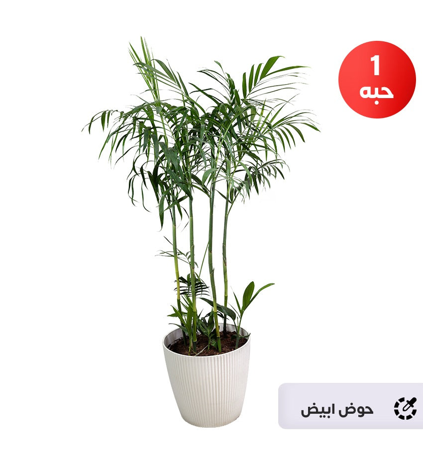 Chamaedorea palm