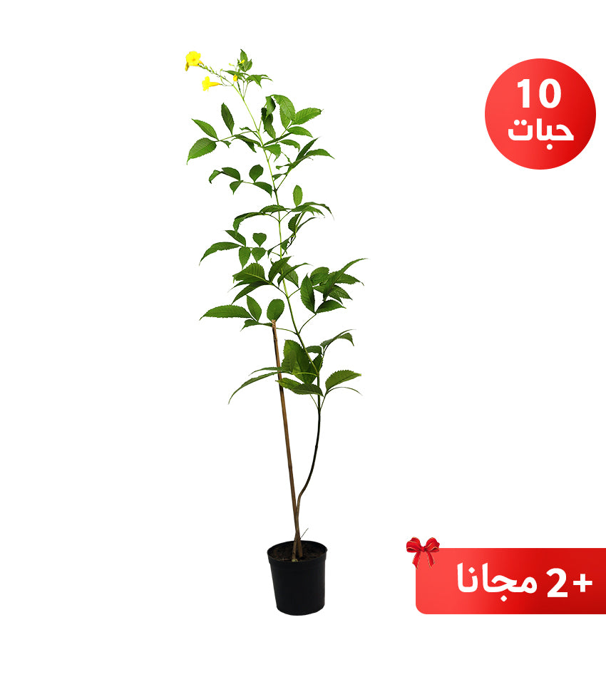 Tecoma – 10 Plants + 2 Free