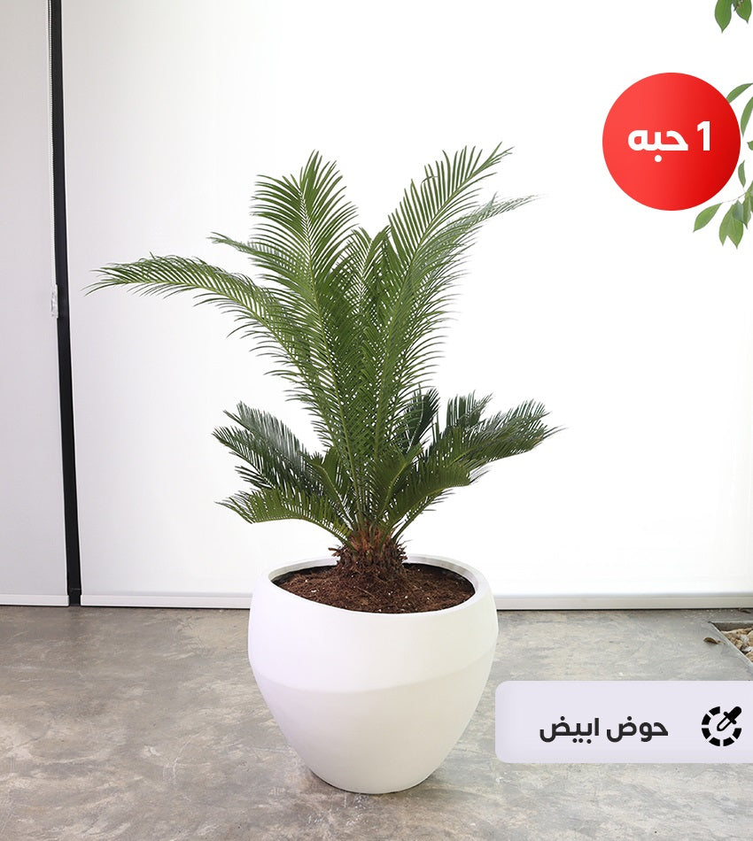 Cycas Plant in a Fiberglass Pot + Free Water Sprayer