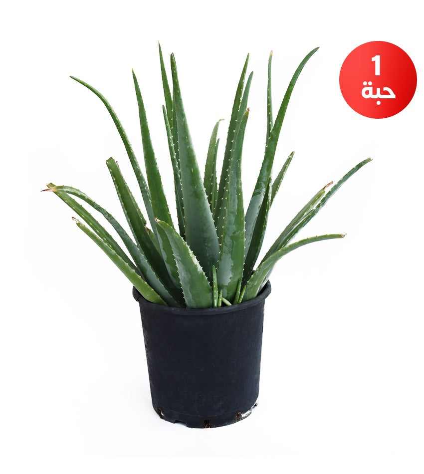 Jasmine Fig – 4 Plants + 1 Aloe Vera