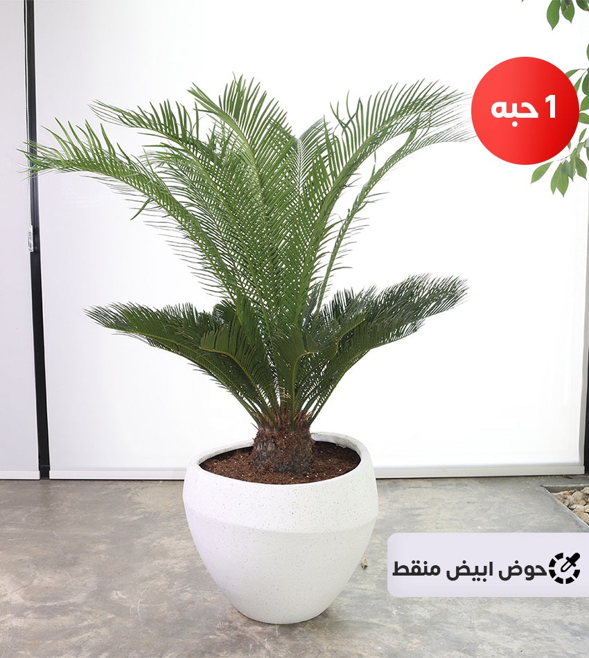 Cycas Plant in a Fiberglass Pot + Free Water Sprayer